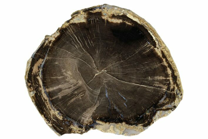Polished Petrified Wood (Schinoxylon) Round - Wyoming #184833